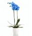 orchidee-phalaenospis-bleue