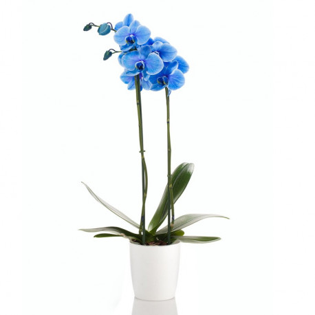 orchidee-phalaenospis-bleue
