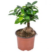 bonsai-ficus-ginseng-planta-de-interior-12-h35-cm-800x800