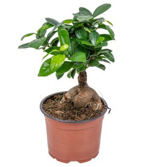bonsai-ficus-ginseng-planta-de-interior-12-h35-cm-800x800